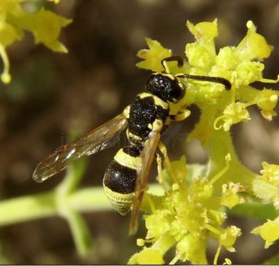 Ancistrocerus auctus-5