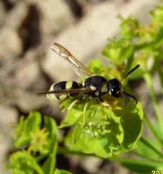 Ancistrocerus auctus-8