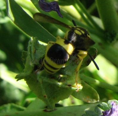 Ancistrocerus gazella