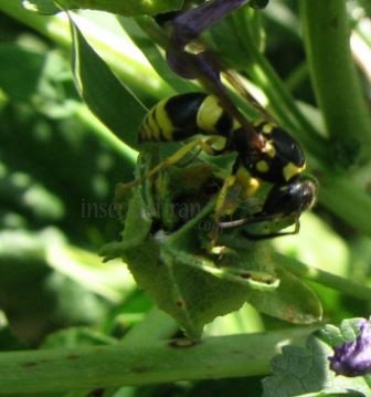 Ancistrocerus nigricornis-2