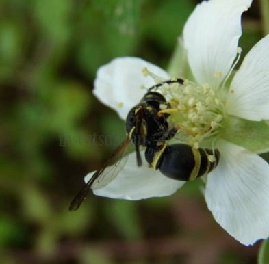 Allodynerus delphinalis -2