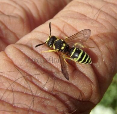 Ancistrocerus nigricornis-4