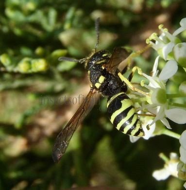 Ancistrocerus nigricornis-10