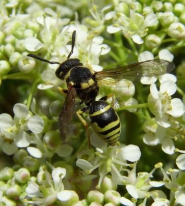 Ancistrocerus nigricornis-11