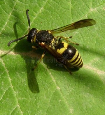 Ancistrocerus nigricornis-13