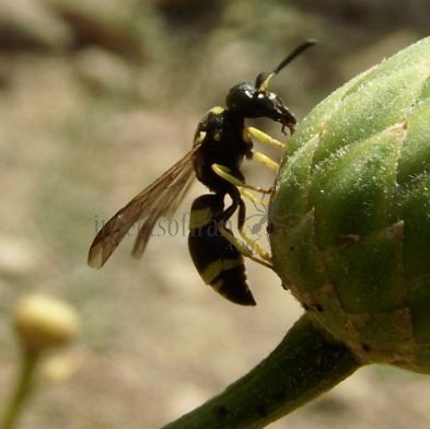 Ancistrocerus sp -8