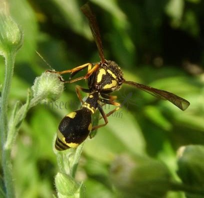 Eumenes coronatus -8