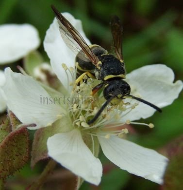 Allodynerus delphinalis -5