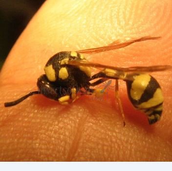 Eumenes lunulatus