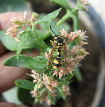 Eumenes promiformis