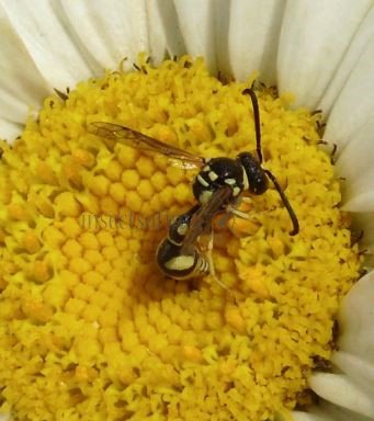Eumenes sp-2