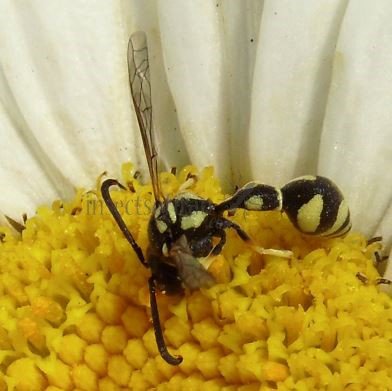 Eumenes sp-3