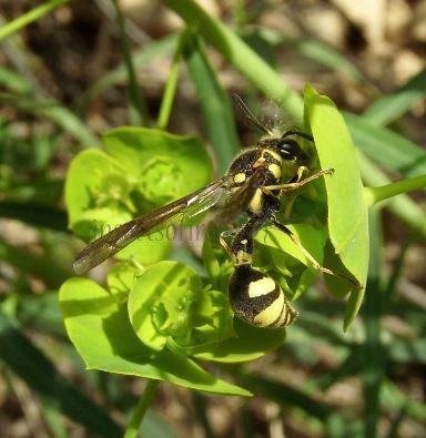 Eumenes sp-5