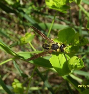 Eumenes sp-6