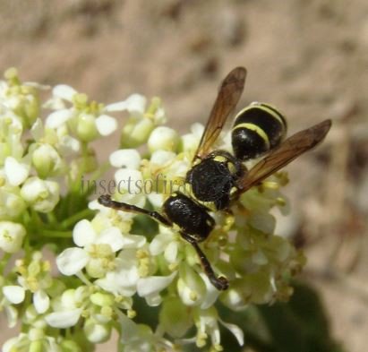 Eumenidae sp