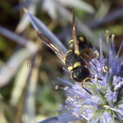 Eumenidae-1