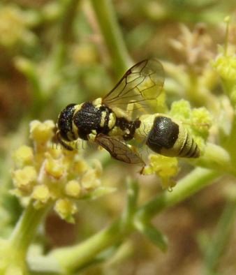 Ancistrocerus auctus-6