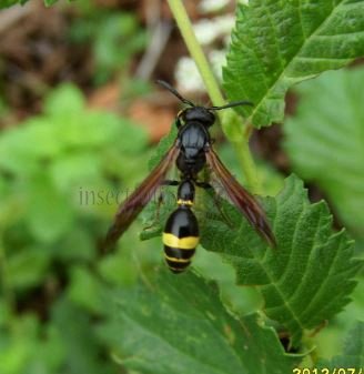 Symmorphus debilitatus-1