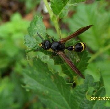 Symmorphus debilitatus-2