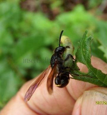 Symmorphus debilitatus-3
