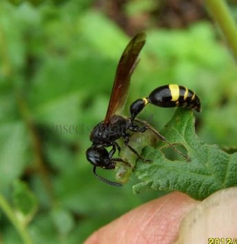 Symmorphus debilitatus-4