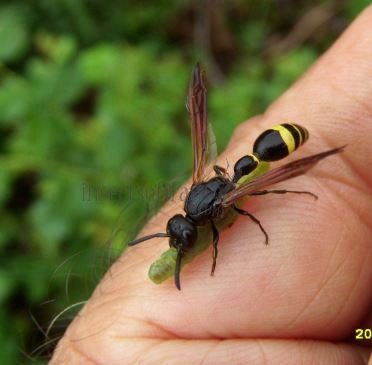 Symmorphus debilitatus-6