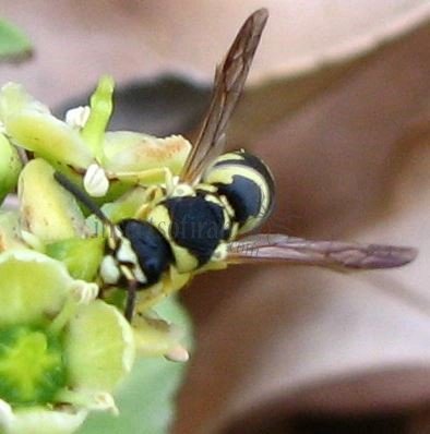 Ancistrocerus auctus-1