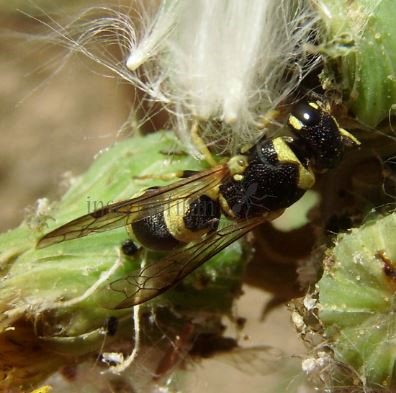 Ancistrocerus auctus-2