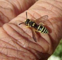 Ancistrocerus nigricornis-4