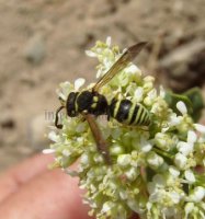 Ancistrocerus nigricornis-6