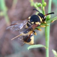 Ancistrocerus sp  -2