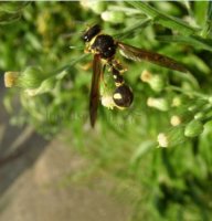 Eumenes coronatus -5