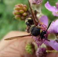 Eumenes coronatus -6