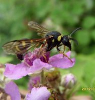 Eumenes coronatus -7