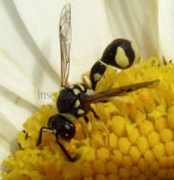 Eumenes sp-4
