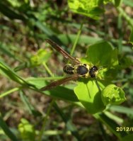 Eumenes sp-6