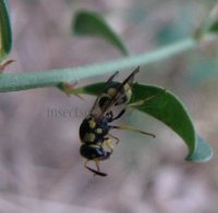 Parodontodynerus ephippium-3