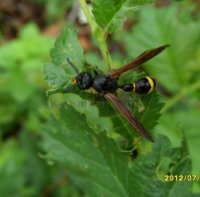 Symmorphus debilitatus-2