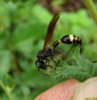 Symmorphus debilitatus-4