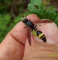 Symmorphus debilitatus-4