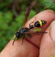 Symmorphus debilitatus-5
