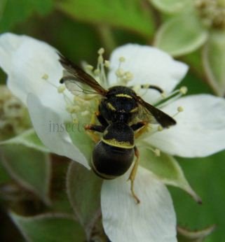 Allodynerus delphinalis -1