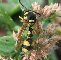 Eumenes promiformis