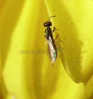 Licrooides umbilicatus -1