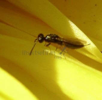 Licrooides umbilicatus -3