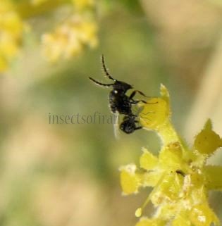 Eurytoma aloinae -1