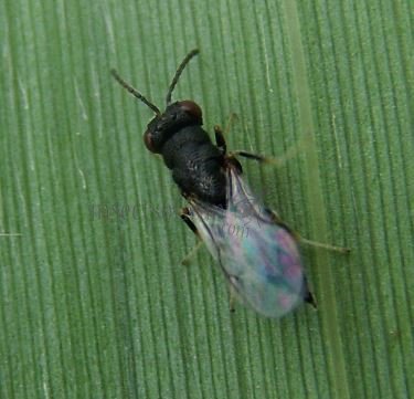 Eurytoma diastrophi -1