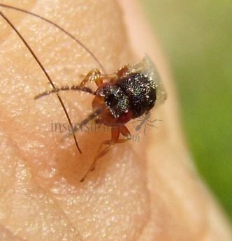 Bruchophagus sp-3