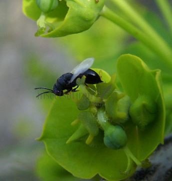  Eurytoma robusta-12