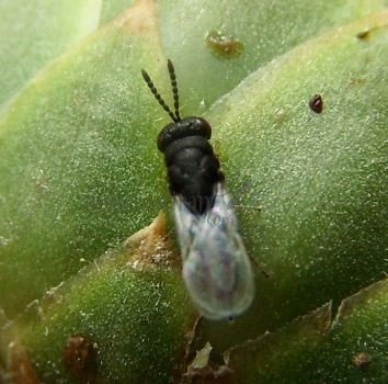  Eurytoma robusta-13